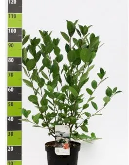 Storfruktet aronia