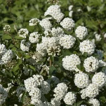 Brudespirea