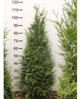 Kjempe-thuja