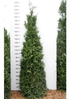 Kjempethuja